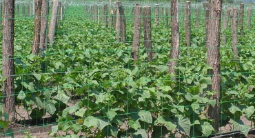 Jak svázat okurky na otevřeném poli nejlepšími způsoby